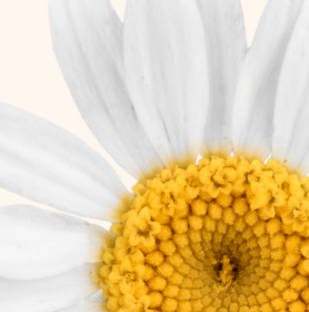 Visuel fleur de camomille