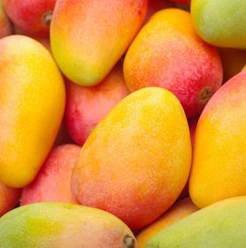 Visuel mangue 