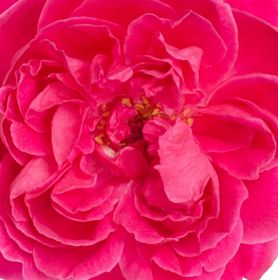Visuel rose fleur