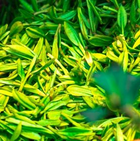 Visuel feuilles de teet trea